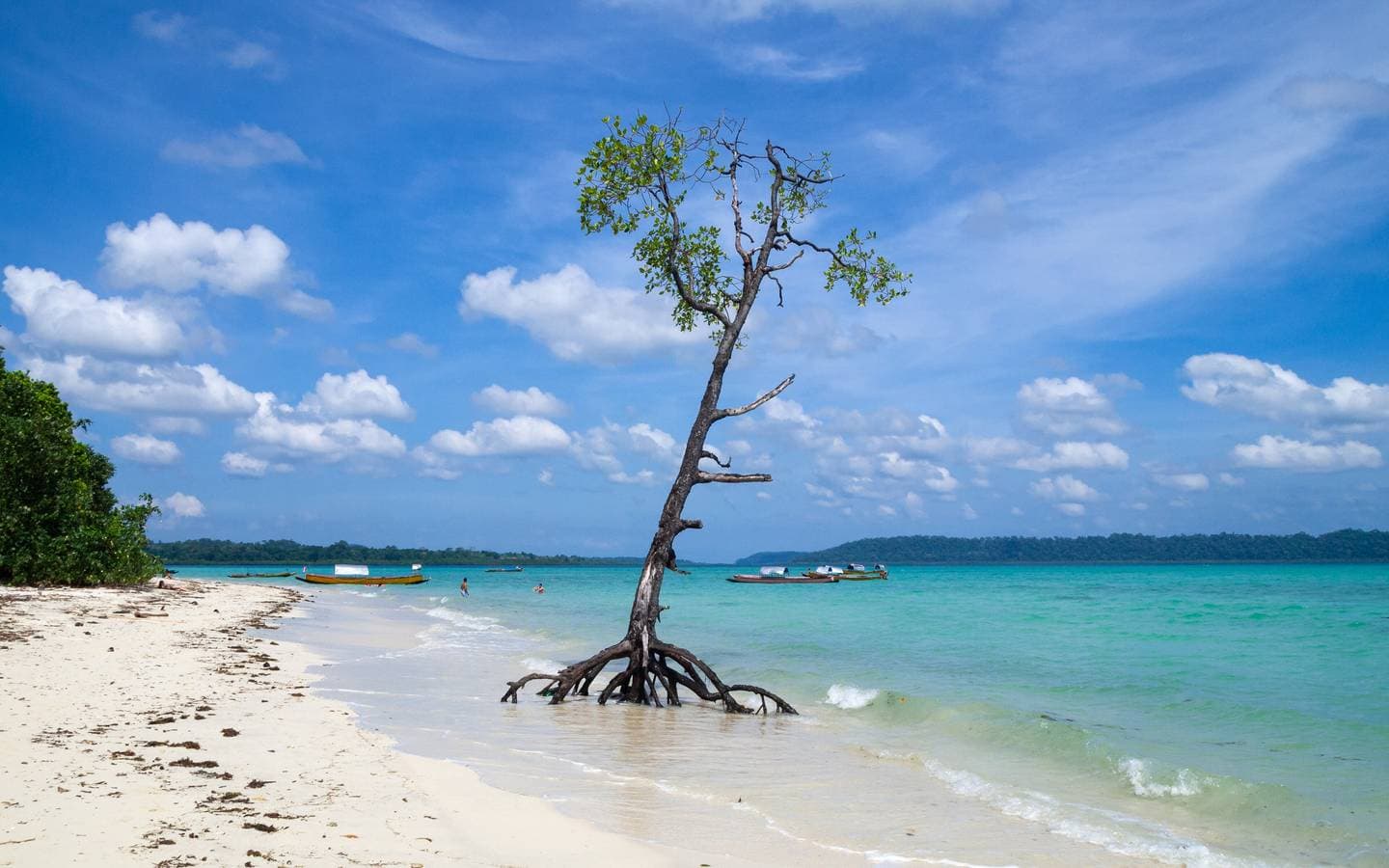 A mangrove tree on a Havelock Island beach