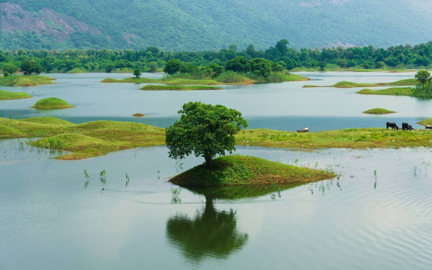 A tree on an island in the Raiwada reservoir
