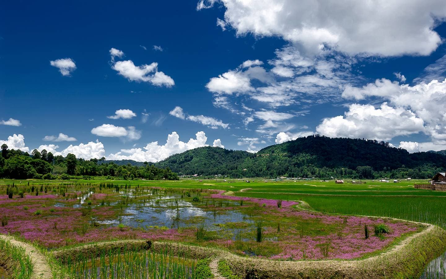 Paddy fields in the Ziro valley