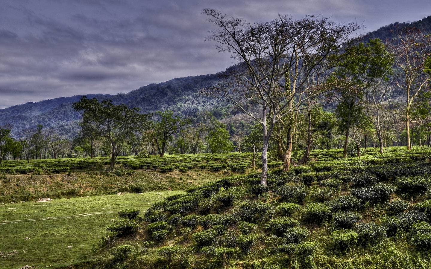 A tea garden in Assam