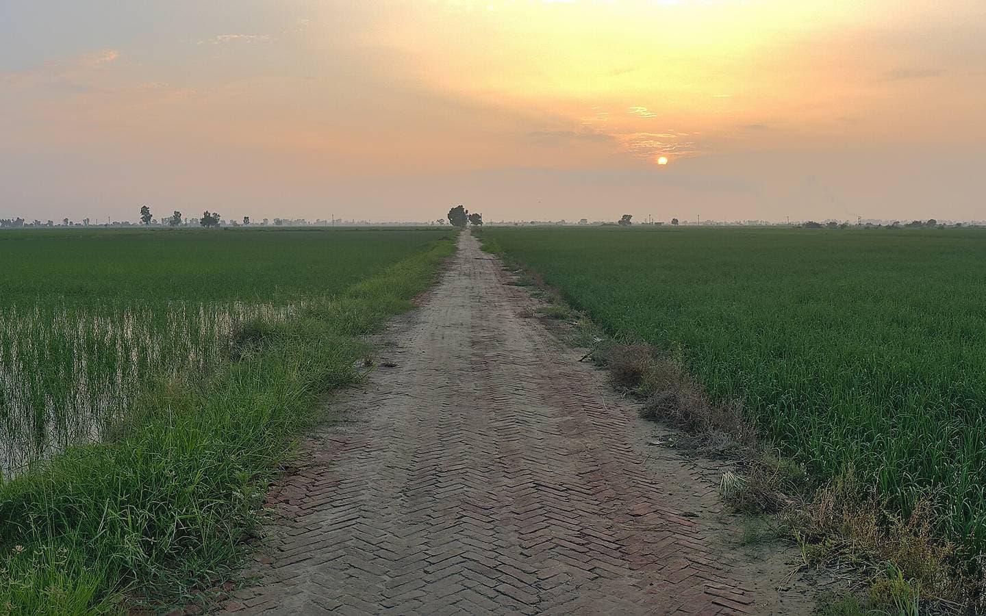 A brick road through paddy fields near Shamri