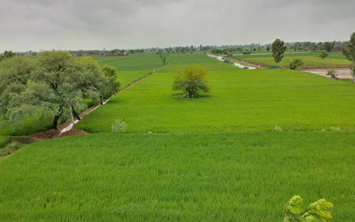 Rice fields in a Punjab village