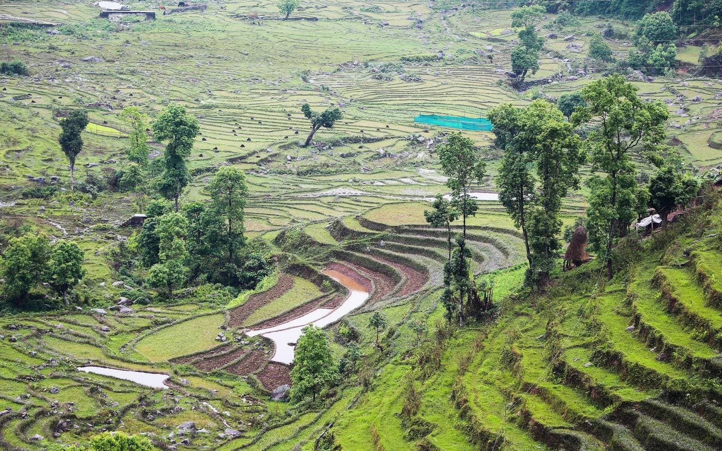 Terraced fields in Sikkim