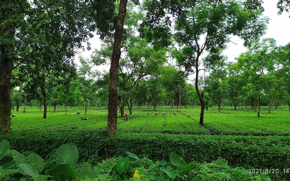 Paneri Tea Garden